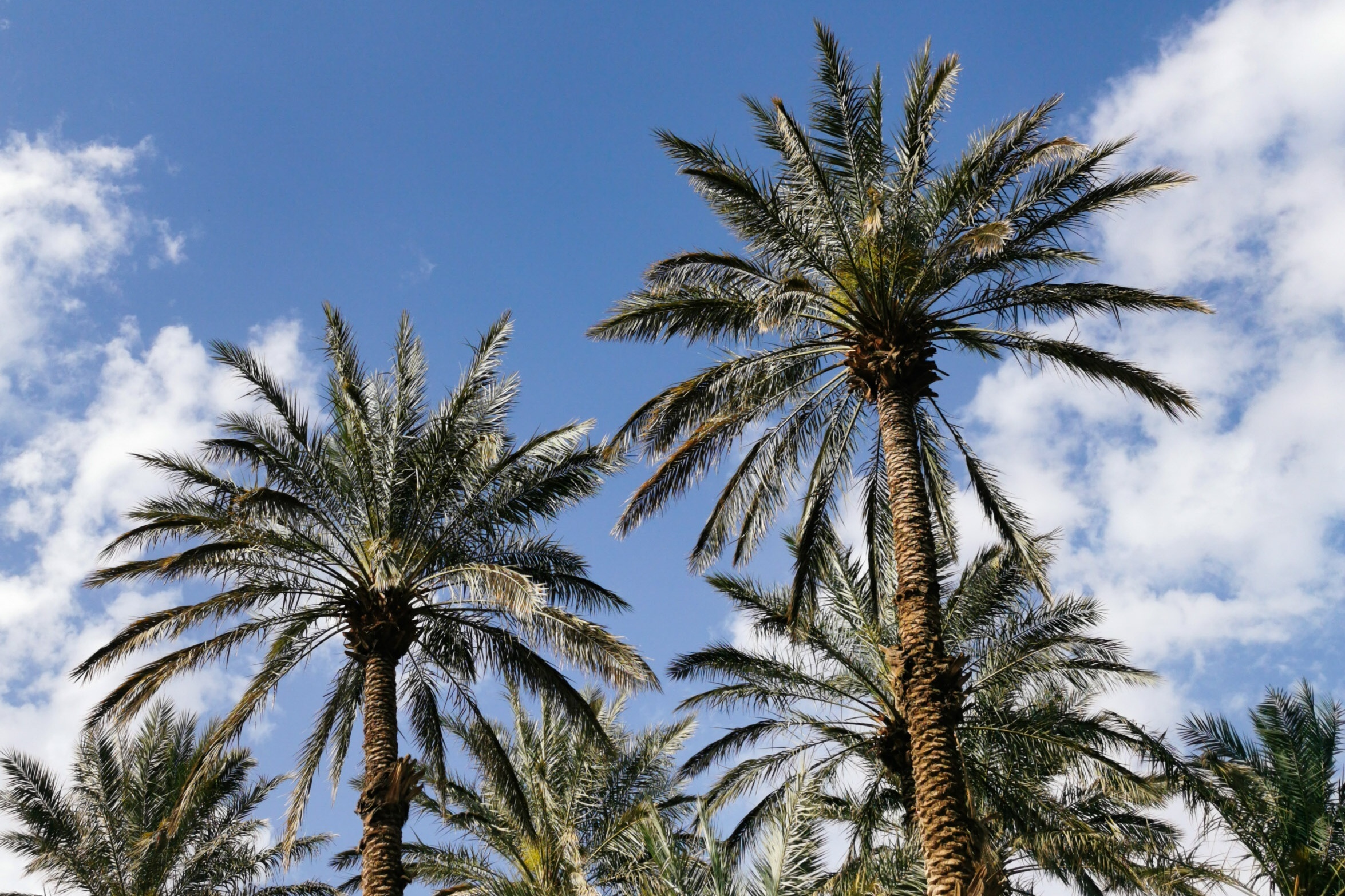 Palmeras en Oasis en el Valle del Draa