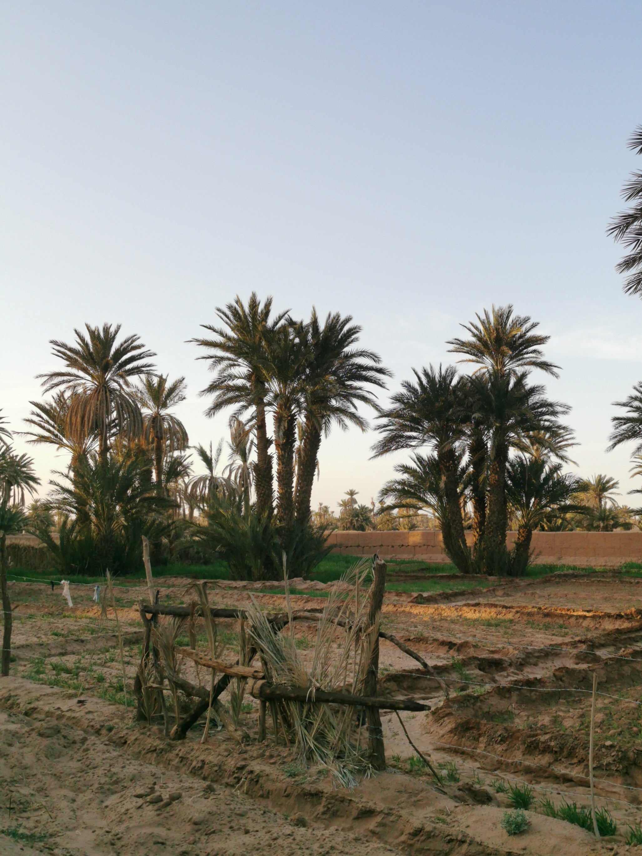 oasis de M'Hamid El Ghizlane