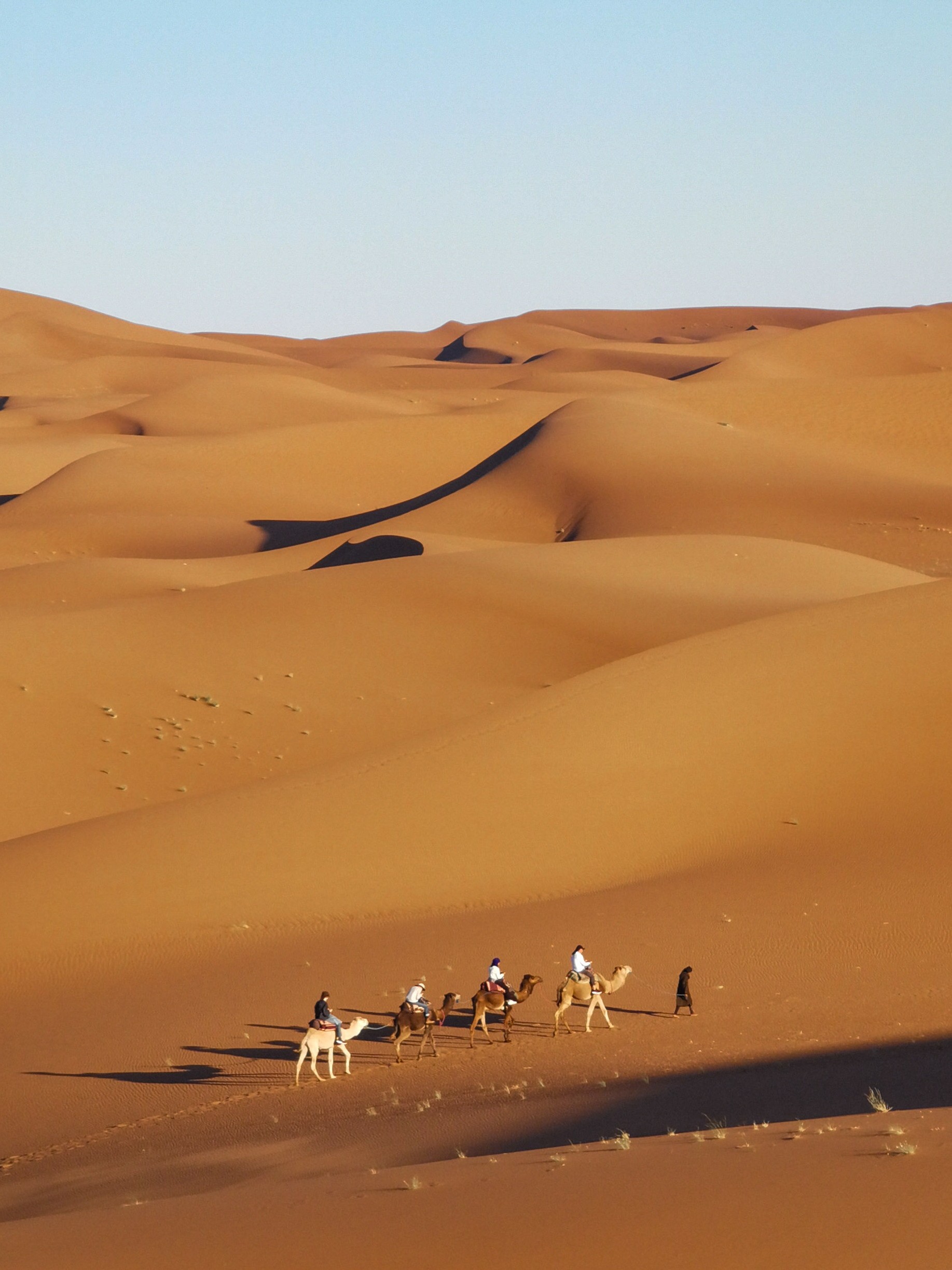dromedarios en las dunas